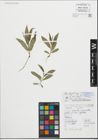 Foto von Salix fragilis L.